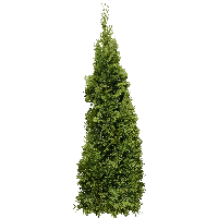 Green Big Fir-Tree Png Image Transparent PNG Image