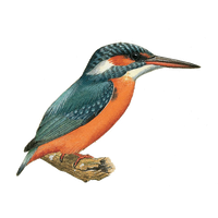 Kingfisher Bird Beak Free Transparent Image HD PNG Image