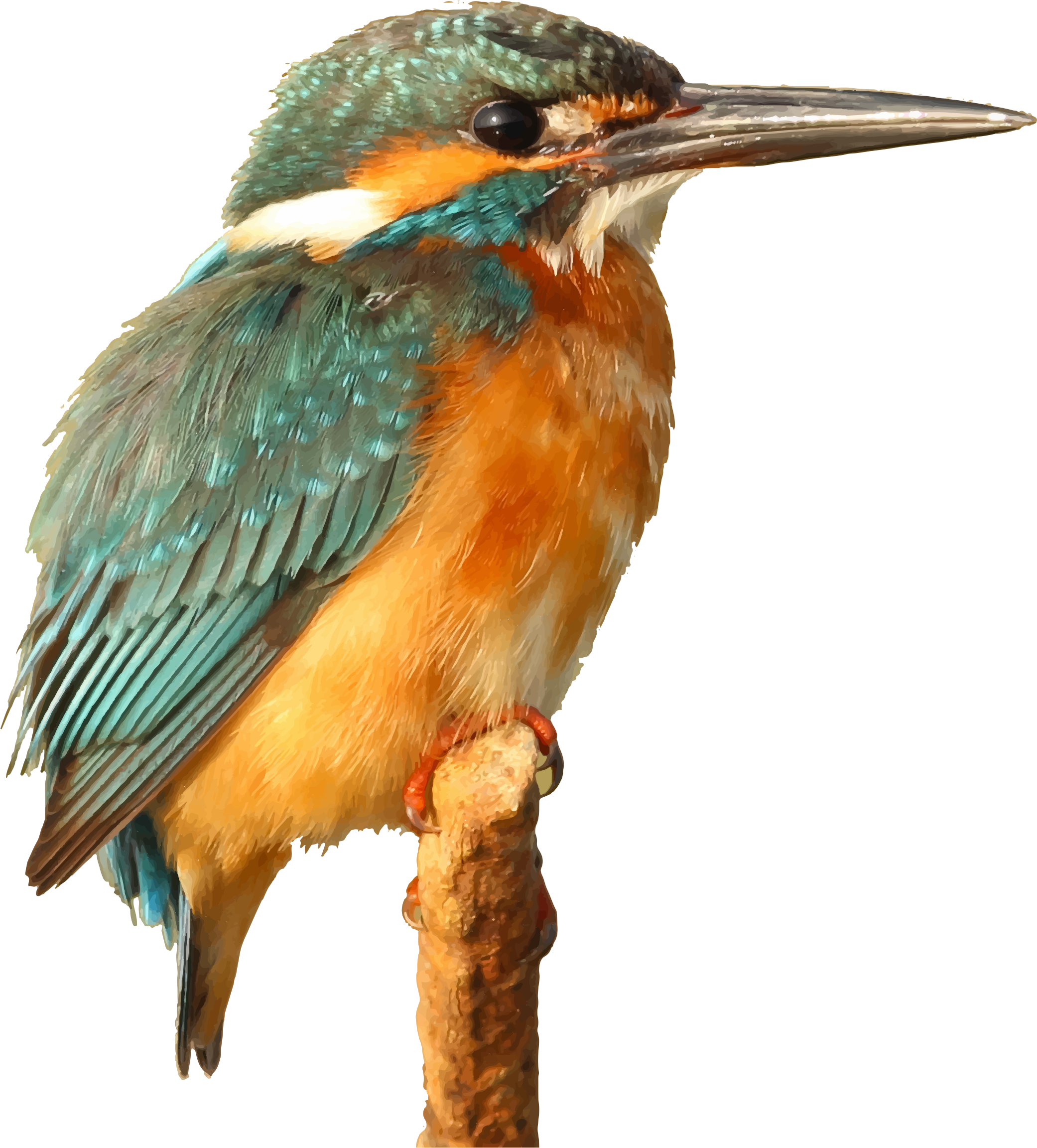 Kingfisher Photos Bird Beak Free Download PNG HD PNG Image