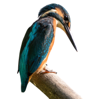 Kingfisher Pic Bird Beak Free Clipart HQ PNG Image