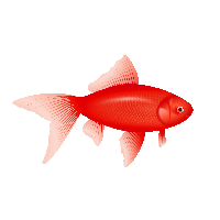 Fish PNG Images  Free Photos, PNG Stickers, Wallpapers