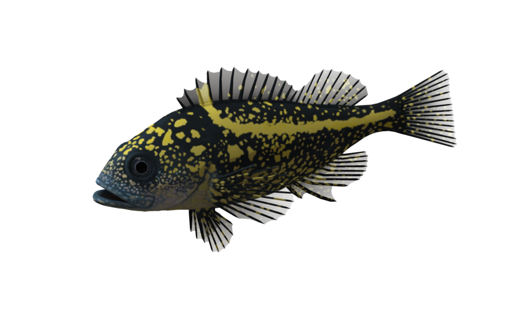 Ocean Fish PNG Image