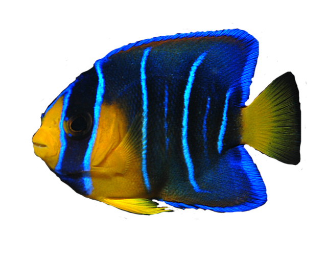 Download Ocean Fish Transparent Image Hq Png Image Freepngimg