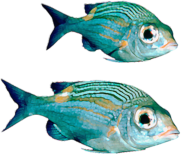 Real Fish File PNG Image