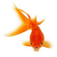 Download Fish Free PNG photo images and clipart | FreePNGImg