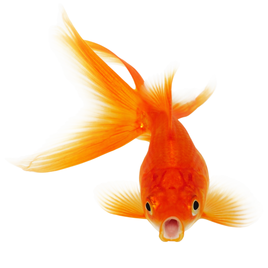 Real Fish Clipart PNG Image