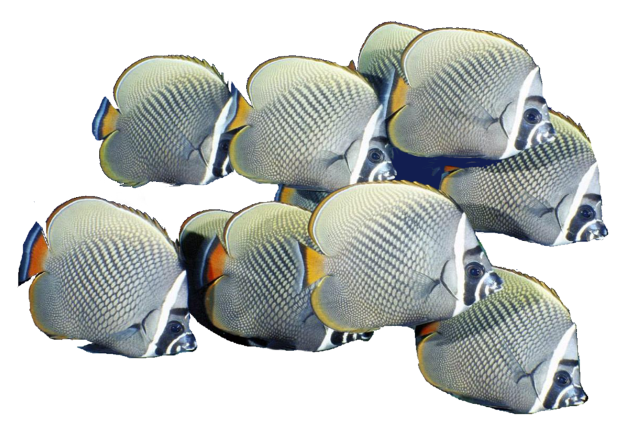 School Of Fish Free Download PNG Image