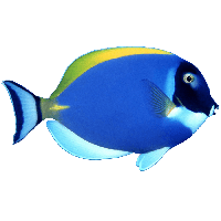 Download Real Fish Photos HQ PNG Image in different resolution