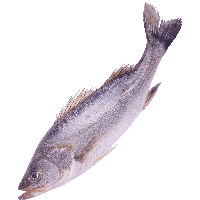 Download Real Fish Photos HQ PNG Image in different resolution