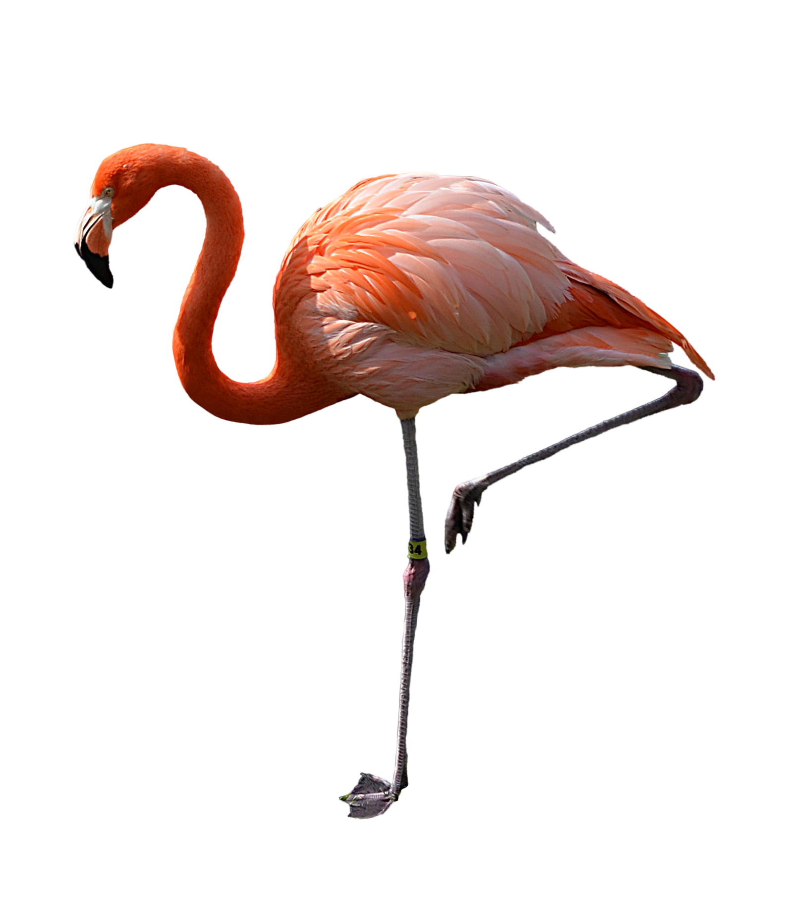 Download Flamingo Png Pic Hq Png Image Freepngimg