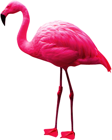 Flamingo Png Picture PNG Image