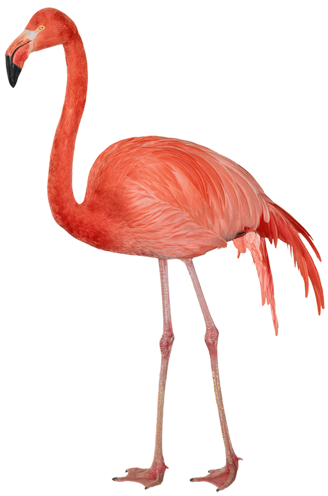 Flamingo Free Png Image PNG Image