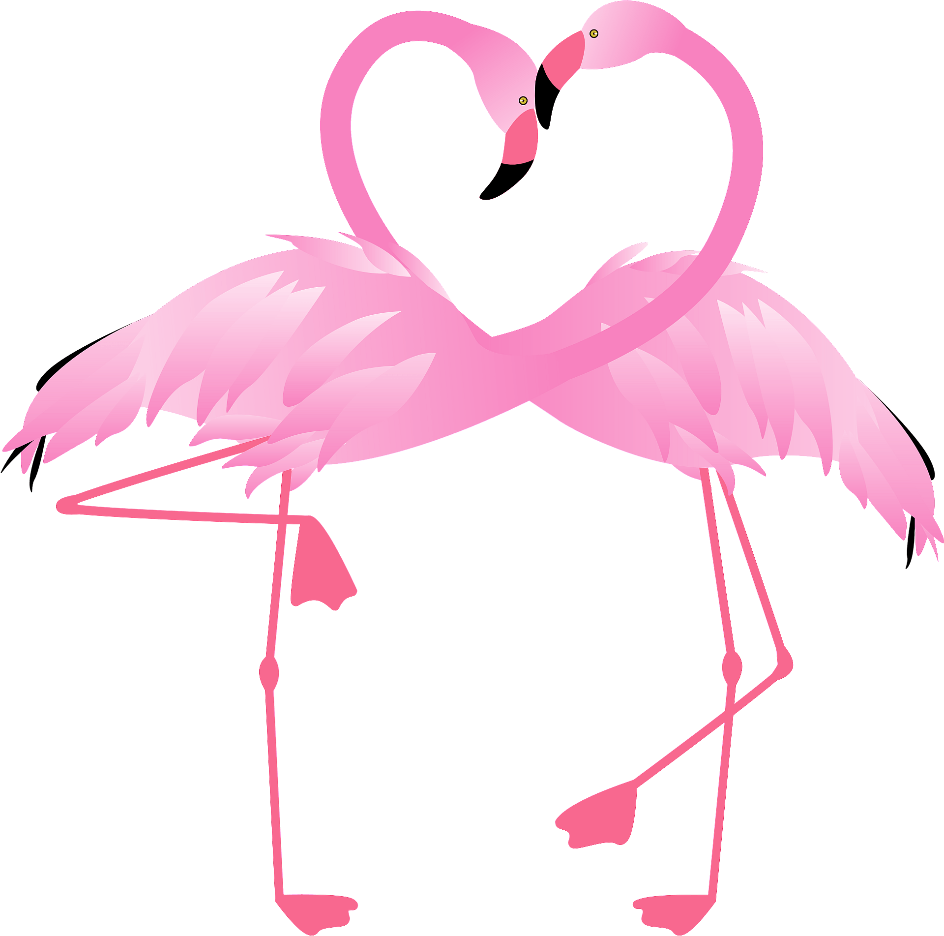 Vector Flamingo Love Bird Free Download Image PNG Image