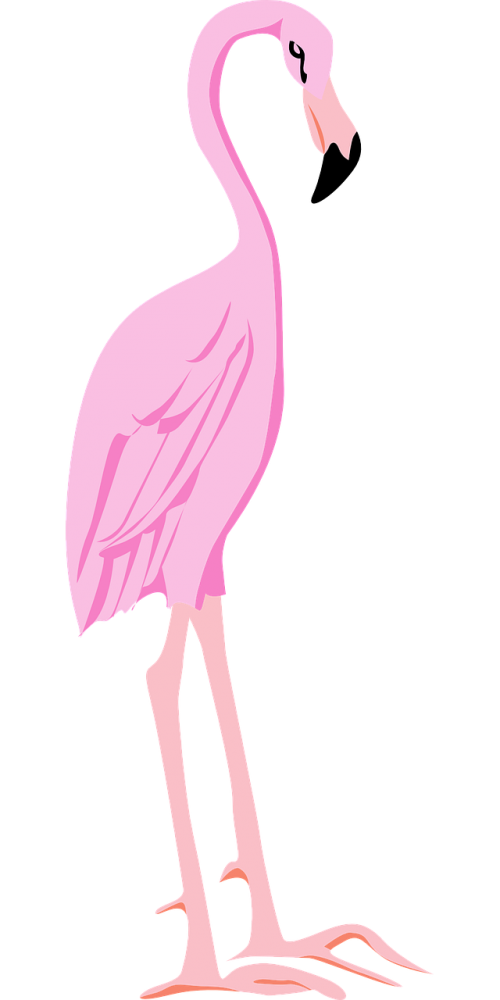 Pink Flamingo Bird Vector PNG Download Free PNG Image