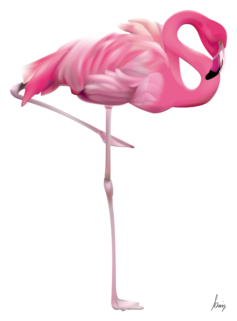 Flamingo Transparent PNG Image