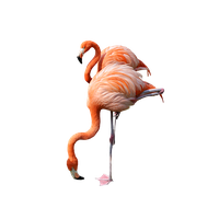 Flamingo Png