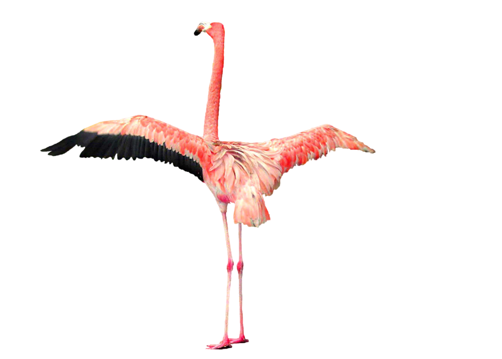 Flamingo Download Png PNG Image