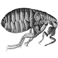 Flea Transparent PNG Image