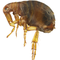 Flea Transparent PNG Image