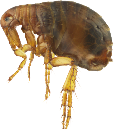 Flea Transparent PNG Image