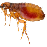 Flea PNG