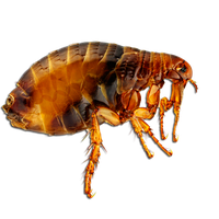 Flea Transparent PNG Image
