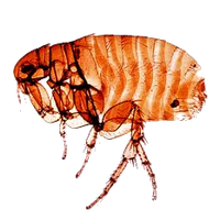 Flea Transparent PNG Image