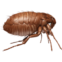 Flea PNG