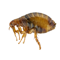 Flea PNG