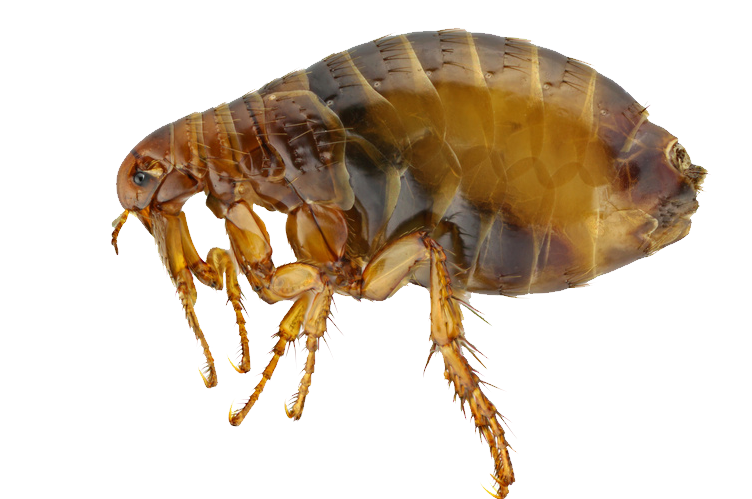 Flea Transparent PNG Image