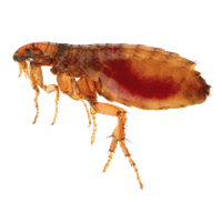 Flea Transparent PNG Image
