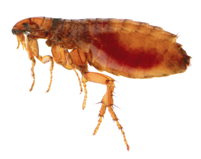 Flea Transparent PNG Image