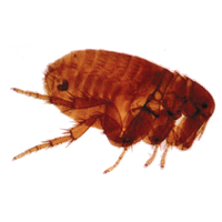 Flea Transparent PNG Image