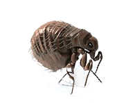 Flea Transparent PNG Image