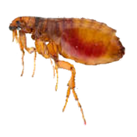 Flea Transparent PNG Image