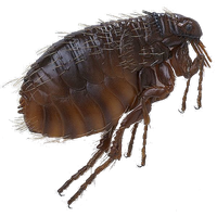 Flea Transparent PNG Image