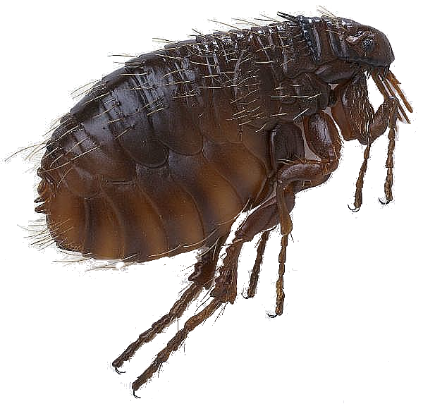 Flea Transparent PNG Image