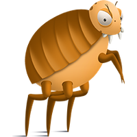 Flea Transparent PNG Image