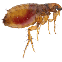 Flea Transparent PNG Image