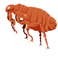 Flea Transparent PNG Image