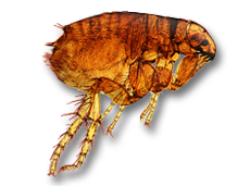 Flea Transparent PNG Image