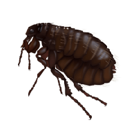 Flea Transparent PNG Image