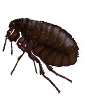 Flea Transparent PNG Image