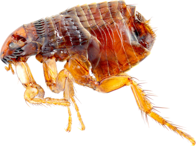 Flea Transparent PNG Image