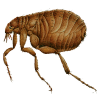 Flea PNG