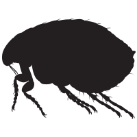 Flea Transparent PNG Image
