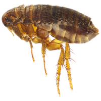 Flea Transparent PNG Image