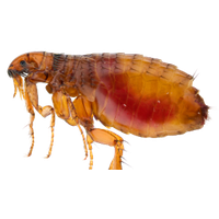 Flea Transparent PNG Image