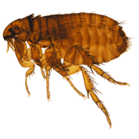 Flea Transparent PNG Image