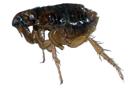 Flea Transparent PNG Image